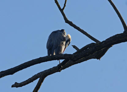 Ardea cinerea / Graureiher / Fischreiher / Ordnung: Schreitvgel - Ciconiiformes / Familie: Reiher - Ardeidae / Unterfamilie: Tagreiher - Ardeinae