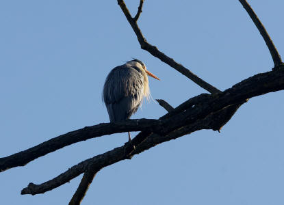 Ardea cinerea / Graureiher / Fischreiher / Ordnung: Schreitvögel - Ciconiiformes / Familie: Reiher - Ardeidae / Unterfamilie: Tagreiher - Ardeinae