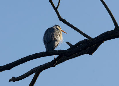 Ardea cinerea / Graureiher / Fischreiher / Ordnung: Schreitvgel - Ciconiiformes / Familie: Reiher - Ardeidae / Unterfamilie: Tagreiher - Ardeinae