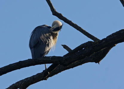 Ardea cinerea / Graureiher / Fischreiher / Ordnung: Schreitvgel - Ciconiiformes / Familie: Reiher - Ardeidae / Unterfamilie: Tagreiher - Ardeinae