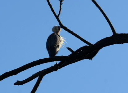 Ardea cinerea / Graureiher / Fischreiher / Ordnung: Schreitvgel - Ciconiiformes / Familie: Reiher - Ardeidae / Unterfamilie: Tagreiher - Ardeinae