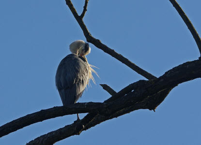 Ardea cinerea / Graureiher / Fischreiher / Ordnung: Schreitvgel - Ciconiiformes / Familie: Reiher - Ardeidae / Unterfamilie: Tagreiher - Ardeinae