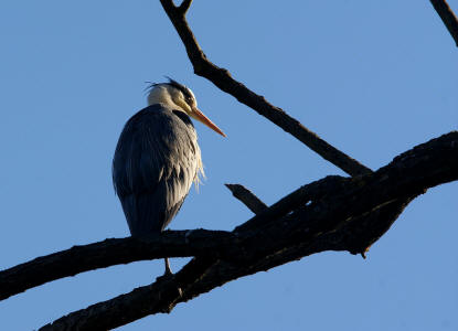 Ardea cinerea / Graureiher / Fischreiher / Ordnung: Schreitvögel - Ciconiiformes / Familie: Reiher - Ardeidae / Unterfamilie: Tagreiher - Ardeinae