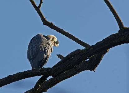 Ardea cinerea / Graureiher / Fischreiher / Ordnung: Schreitvgel - Ciconiiformes / Familie: Reiher - Ardeidae / Unterfamilie: Tagreiher - Ardeinae