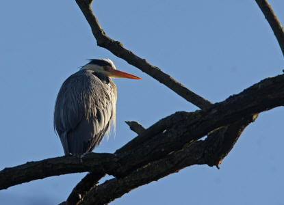 Ardea cinerea / Graureiher / Fischreiher / Ordnung: Schreitvgel - Ciconiiformes / Familie: Reiher - Ardeidae / Unterfamilie: Tagreiher - Ardeinae