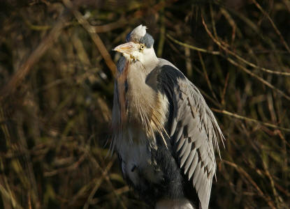 Ardea cinerea / Graureiher / Fischreiher / Ordnung: Schreitvögel - Ciconiiformes / Familie: Reiher - Ardeidae / Unterfamilie: Tagreiher - Ardeinae