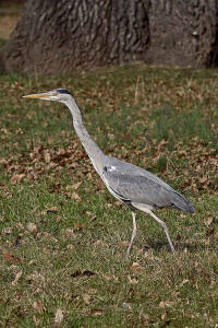 Ardea cinerea / Graureiher / Fischreiher / Ordnung: Schreitvögel - Ciconiiformes / Familie: Reiher - Ardeidae / Unterfamilie: Tagreiher - Ardeinae