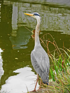 Ardea cinerea / Graureiher / Fischreiher / Ordnung: Schreitvögel - Ciconiiformes / Familie: Reiher - Ardeidae / Unterfamilie: Tagreiher - Ardeinae