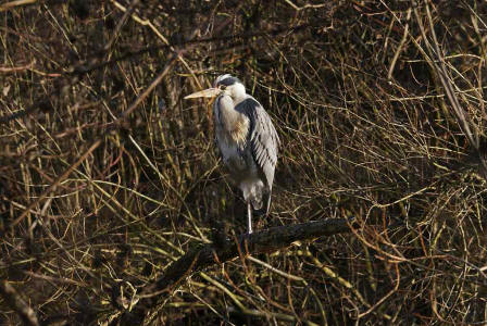 Ardea cinerea / Graureiher / Fischreiher / Ordnung: Schreitvgel - Ciconiiformes / Familie: Reiher - Ardeidae / Unterfamilie: Tagreiher - Ardeinae