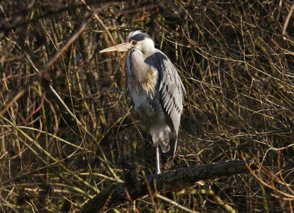 Ardea cinerea / Graureiher / Fischreiher / Ordnung: Schreitvgel - Ciconiiformes / Familie: Reiher - Ardeidae / Unterfamilie: Tagreiher - Ardeinae