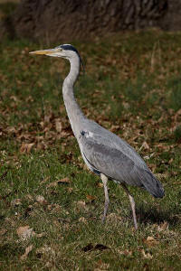 Ardea cinerea / Graureiher / Fischreiher / Ordnung: Schreitvgel - Ciconiiformes / Familie: Reiher - Ardeidae / Unterfamilie: Tagreiher - Ardeinae