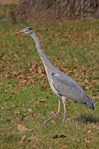 Ardea cinerea / Graureiher / Fischreiher / Ordnung: Schreitvgel - Ciconiiformes / Familie: Reiher - Ardeidae / Unterfamilie: Tagreiher - Ardeinae