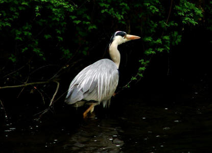 Ardea cinerea / Graureiher / Fischreiher / Ordnung: Schreitvgel - Ciconiiformes / Familie: Reiher - Ardeidae / Unterfamilie: Tagreiher - Ardeinae