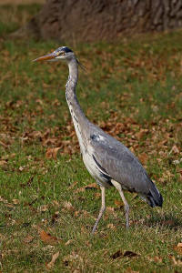 Ardea cinerea / Graureiher / Fischreiher / Ordnung: Schreitvögel - Ciconiiformes / Familie: Reiher - Ardeidae / Unterfamilie: Tagreiher - Ardeinae