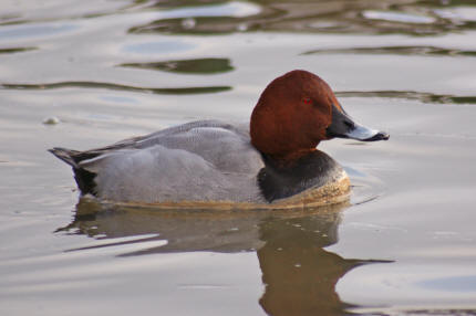 Aythia ferina / Tafelente / Entenvgel - Anatidae - Anatinae