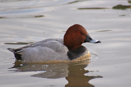 Aythia ferina / Tafelente / Entenvgel - Anatidae - Anatinae