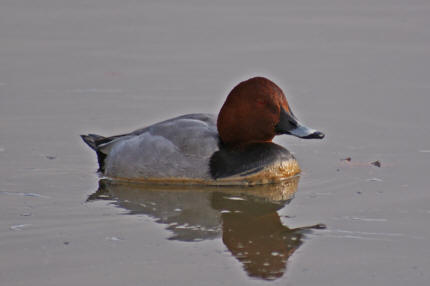 Aythia ferina / Tafelente / Entenvgel - Anatidae - Anatinae