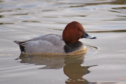 Aythia ferina / Tafelente / Entenvgel - Anatidae - Anatinae