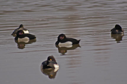 Aythia fuligula / Reiherente / Entenvgel - Anatidae - Anatinae