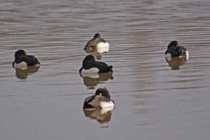 Aythia fuligula / Reiherente / Entenvgel - Anatidae - Anatinae