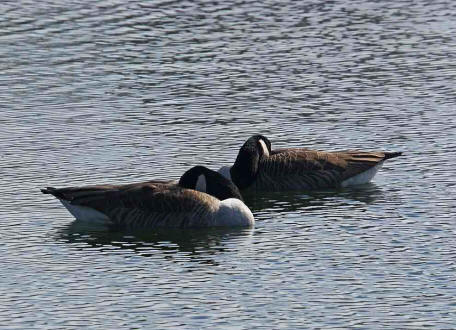 Branta canadensis / Kanadagans / Ordnung: Gnsevgel - Anseriformes / Familie: Entenvgel - Anatidae / Unterfamilie: Gnse - Anserinae