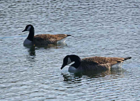 Branta canadensis / Kanadagans / Ordnung: Gnsevgel - Anseriformes / Familie: Entenvgel - Anatidae / Unterfamilie: Gnse - Anserinae