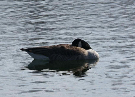 Branta canadensis / Kanadagans / Ordnung: Gnsevgel - Anseriformes / Familie: Entenvgel - Anatidae / Unterfamilie: Gnse - Anserinae