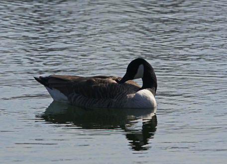 Branta canadensis / Kanadagans / Ordnung: Gnsevgel - Anseriformes / Familie: Entenvgel - Anatidae / Unterfamilie: Gnse - Anserinae