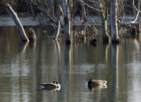 Branta canadensis / Kanadagans / Ordnung: Gnsevgel - Anseriformes / Familie: Entenvgel - Anatidae / Unterfamilie: Gnse - Anserinae