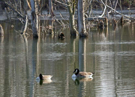 Branta canadensis / Kanadagans / Ordnung: Gnsevgel - Anseriformes / Familie: Entenvgel - Anatidae / Unterfamilie: Gnse - Anserinae