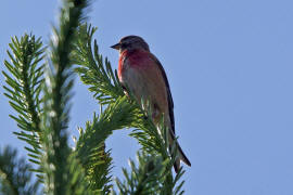 Carduelis cannabina / Bluthnfling / Hnfling / Finken - Fringillidae - Stieglitzartige - Carduelinae