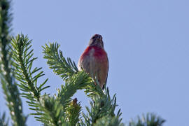 Carduelis cannabina / Bluthnfling / Hnfling / Finken - Fringillidae - Stieglitzartige - Carduelinae