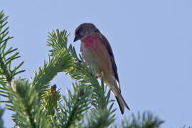 Carduelis cannabina / Bluthnfling / Hnfling / Finken - Fringillidae - Stieglitzartige - Carduelinae