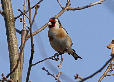 Carduelis carduelis / Stieglitz / Distelfink / Ordnung: Sperlingsvgel - Passeriformes / Unterordnung: Singvgel - Passeres / Familie: Finken - Fringillidae