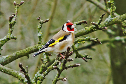 Carduelis carduelis / Stieglitz / Distelfink / Ordnung: Sperlingsvgel - Passeriformes / Unterordnung: Singvgel - Passeres / Familie: Finken - Fringillidae