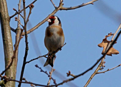 Carduelis carduelis / Stieglitz / Distelfink / Ordnung: Sperlingsvgel - Passeriformes / Unterordnung: Singvgel - Passeres / Familie: Finken - Fringillidae