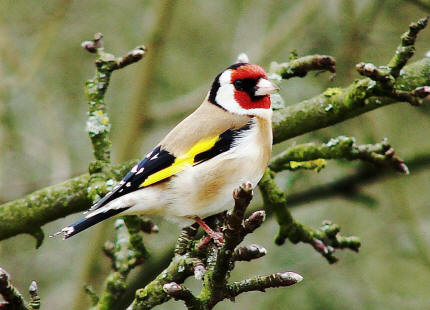 Carduelis carduelis / Stieglitz / Distelfink / Ordnung: Sperlingsvgel - Passeriformes / Unterordnung: Singvgel - Passeres / Familie: Finken - Fringillidae