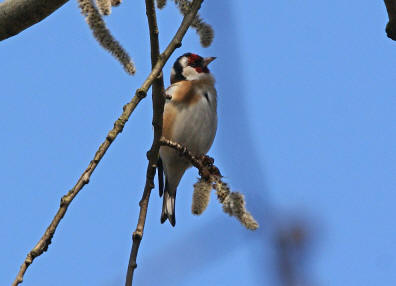 Carduelis carduelis / Stieglitz / Distelfink / Ordnung: Sperlingsvgel - Passeriformes / Unterordnung: Singvgel - Passeres / Familie: Finken - Fringillidae