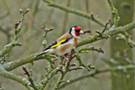 Carduelis carduelis / Stieglitz / Distelfink / Ordnung: Sperlingsvgel - Passeriformes / Unterordnung: Singvgel - Passeres / Familie: Finken - Fringillidae