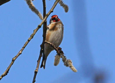 Carduelis carduelis / Stieglitz / Distelfink / Ordnung: Sperlingsvgel - Passeriformes / Unterordnung: Singvgel - Passeres / Familie: Finken - Fringillidae