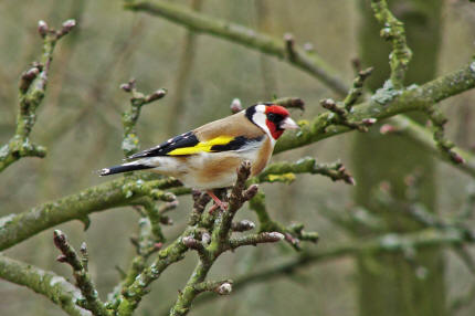 Carduelis carduelis / Stieglitz / Distelfink / Ordnung: Sperlingsvgel - Passeriformes / Unterordnung: Singvgel - Passeres / Familie: Finken - Fringillidae