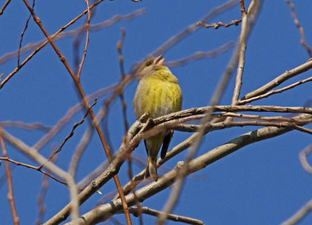 Carduelis chloris / Grnfink / Ordnung: Sperlingsvgel - Passeriformes / Unterordnung: Singvgel - Passeres / Familie: Finken - Fringillidae