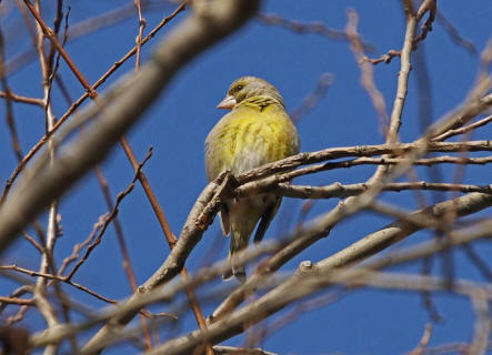 Carduelis chloris / Grnfink / Ordnung: Sperlingsvgel - Passeriformes / Unterordnung: Singvgel - Passeres / Familie: Finken - Fringillidae