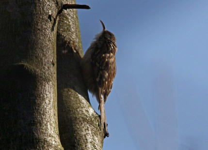 Certhia brachydactyla / Gartenbaumlufer/ Ordnung: Sperlingsvgel - Passeriformes / Unterordnung: Singvgel - Passeres / Familie: Baumlufer - Certhiidae