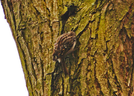 Certhia brachydactyla / Gartenbaumlufer / Ordnung: Sperlingsvgel - Passeriformes / Unterordnung: Singvgel - Passeres / Familie: Baumlufer - Certhiidae