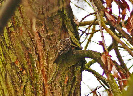 Certhia brachydactyla / Gartenbaumlufer / Ordnung: Sperlingsvgel - Passeriformes / Unterordnung: Singvgel - Passeres / Familie: Baumlufer - Certhiidae