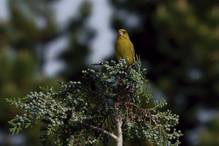 Carduelis chloris / Grnfink / Ordnung: Sperlingsvgel - Passeriformes / Unterordnung: Singvgel - Passeres / Familie: Finken - Fringillidae