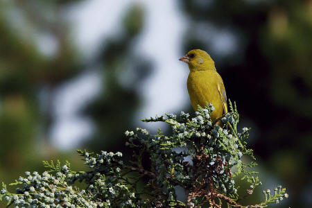 Carduelis chloris / Grnfink / Ordnung: Sperlingsvgel - Passeriformes / Unterordnung: Singvgel - Passeres / Familie: Finken - Fringillidae