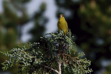 Carduelis chloris / Grnfink / Ordnung: Sperlingsvgel - Passeriformes / Unterordnung: Singvgel - Passeres / Familie: Finken - Fringillidae