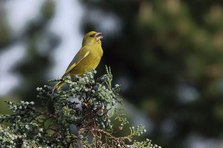 Carduelis chloris / Grnfink / Ordnung: Sperlingsvgel - Passeriformes / Unterordnung: Singvgel - Passeres / Familie: Finken - Fringillidae